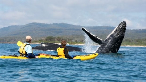 KAYAK WITH WHALES AT POINT ADOLPHUS