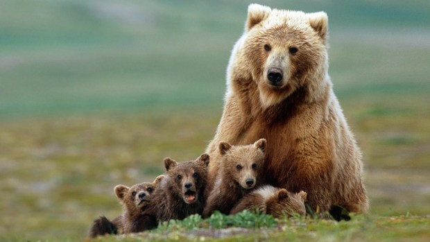1. WALK WITH GRIZZLY BEARS IN KATMAI NATIONAL PARK