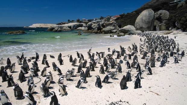 GET UP CLOSE WITH PENGUINS