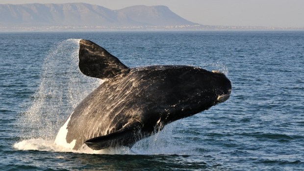OBSERVE THE WHALES IN HERMANUS