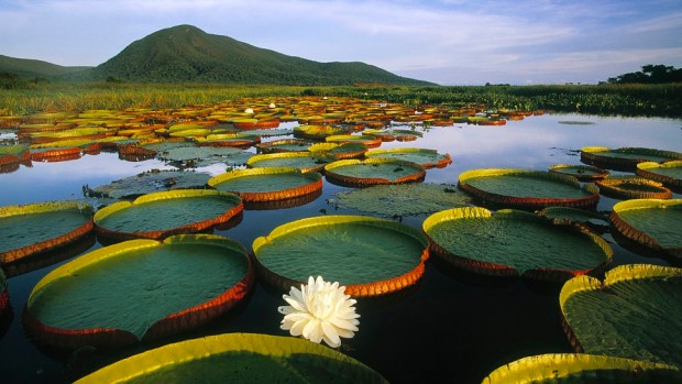 PANTANAL WETLANDS, BRAZIL