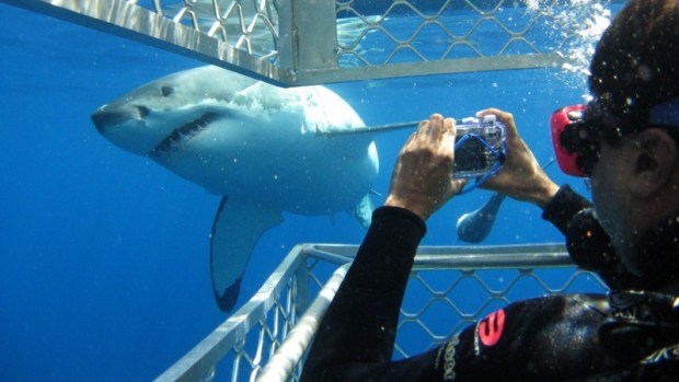 DIVE WITH GREAT WHITE SHARKS (IN A CAGE)