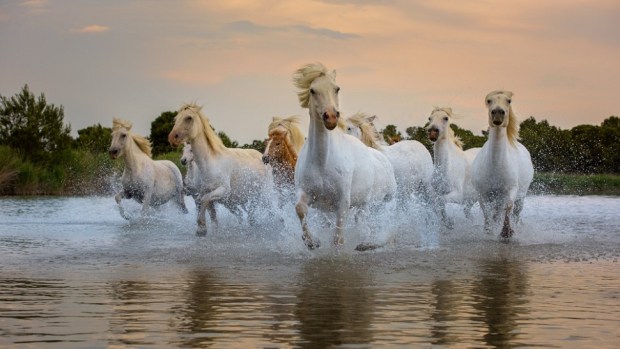 THE CAMARGUE, PROVENCE