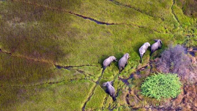 FLY OVER AFRICA’S WILDLIFE ON THE WAY TO ABU CAMP (BOTSWANA)