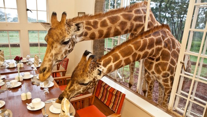 GIRAFFE MANOR, NAIROBI, KENIA