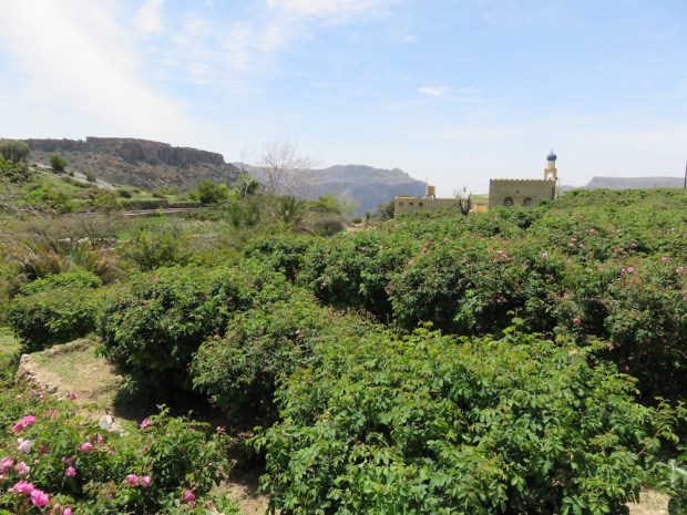 LOCAL VILLAGE (ROSE GARDEN)