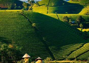 3 Most Popular Tea Varieties in Vietnam