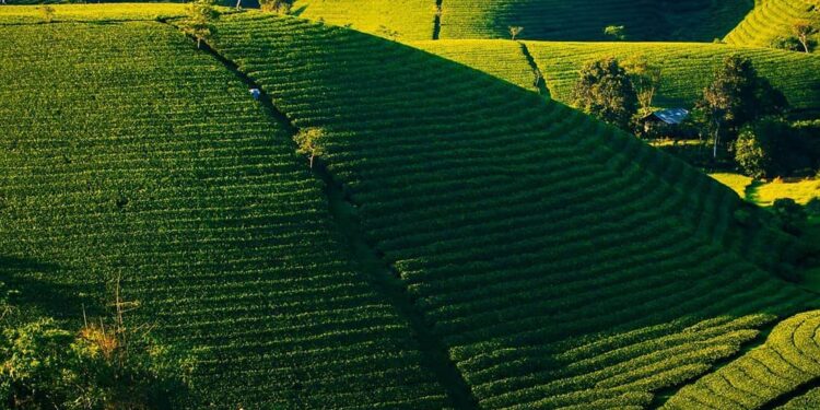 3 Most Popular Tea Varieties in Vietnam