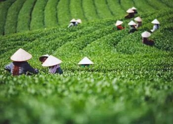 Moc Chau plateau – a new refreshing retreat