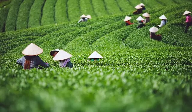 Moc Chau plateau – a new refreshing retreat