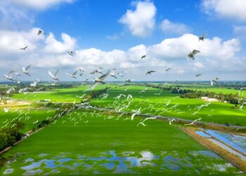 Tram Chim National Park