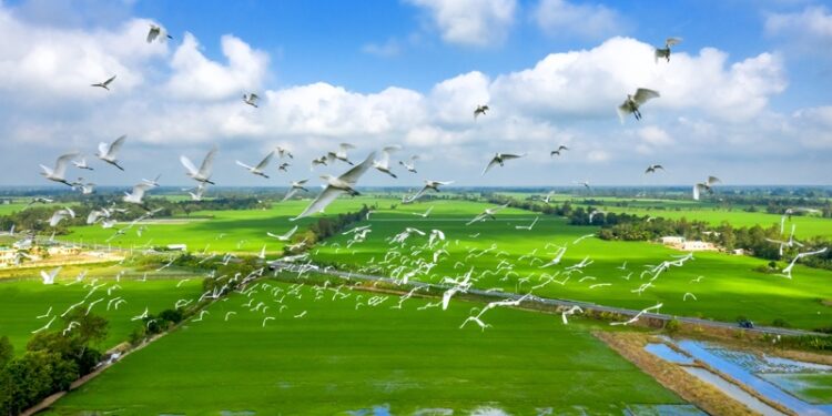 Tram Chim National Park