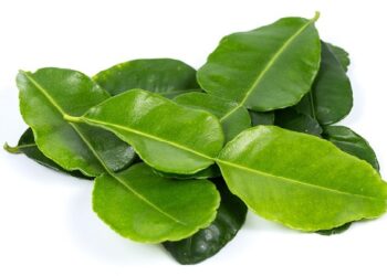 Kaffir Lime Leaf