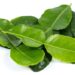 Kaffir Lime Leaf