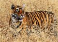 Top 10 most epic wildlife holidays in the world