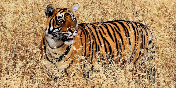 Top 10 most epic wildlife holidays in the world