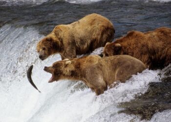 Top 10: things to do in the Alaskan wilderness