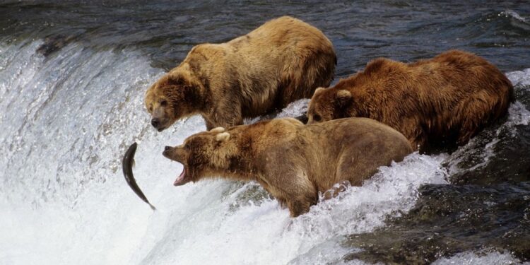 Top 10: things to do in the Alaskan wilderness
