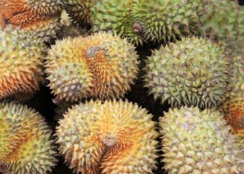 Durian in Vietnam