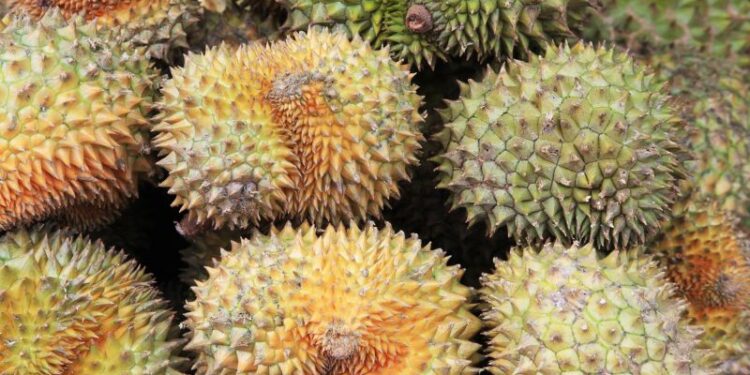 Durian in Vietnam