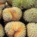 Durian in Vietnam