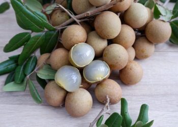 10 Strange And Exotic Fruits In Vietnam