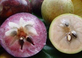 Vietnam’s star apple