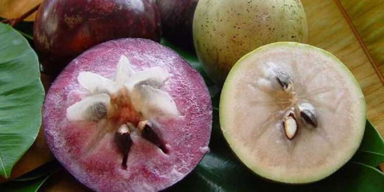 Vietnam’s star apple